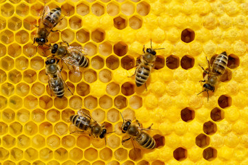 Bees on a cell with larvae. Bees Broods.