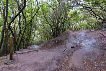 Path of the senses, famous hiking trail in Anaga (Tenerife, Canary Islands - Spain).