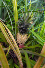 Obraz premium Pineapple in the plant.