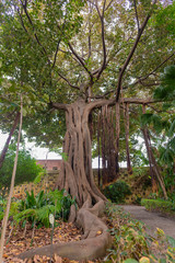 Lord Howe fig tree, tree of Australian origin whose roots are aerial.