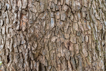 Tree bark background.