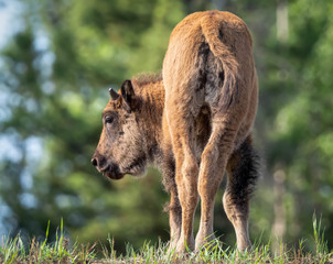 Fototapeta premium A Bison calf in the wild looking for a meal