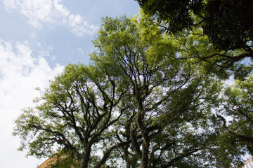 City Trees