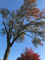 tree and skyline