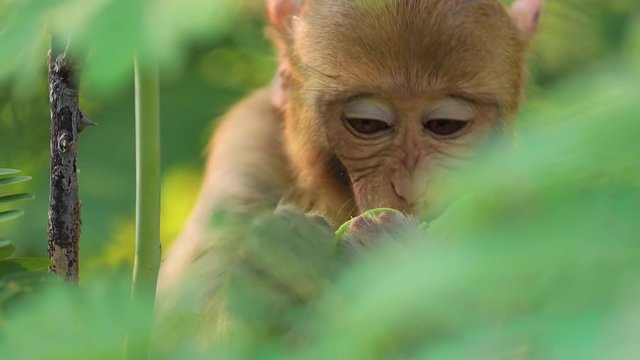 Rhesus macaque (Macaca mulatta) in slow motion is one of the best-known species of Old World monkeys. Ranthambore National Park Sawai Madhopur Rajasthan India