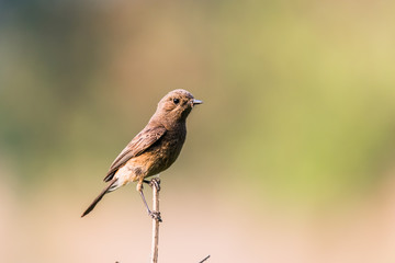 Pied Bushchat female
