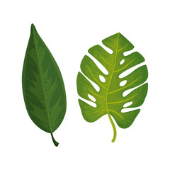 leafs nature tropical isolated icon vector illustration design