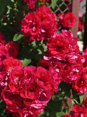 Processed with VSCO with a6 preset. flower