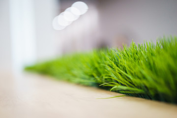 Fresh green grass in a wooden pot against a white wall in the office. Interior of the room with natural greenery. abstract background with copy space for an inscription.
