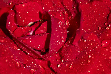 red rose dew drops close up petals