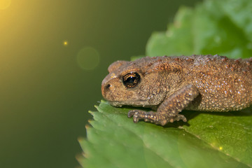 a small frog sits on a green leaf
