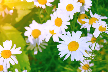 Obraz premium White chamomile on blurred background close-up