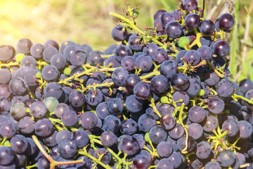 dark grapes close up Isabella