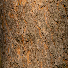 texture of tree bark old pine on tree