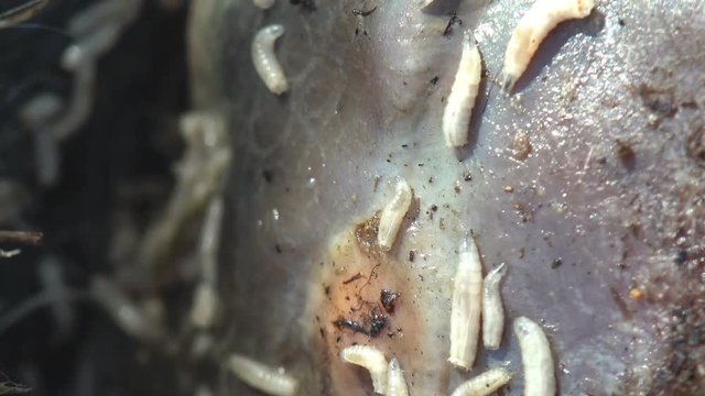 Worms, White Maggot worms crawl over the meat of dead animal. View macro in wildlife