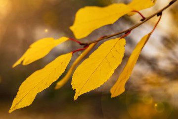 autumn leaves close up yellow on a tree branch