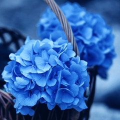 Hydrangea flowers toned in blue trendy 2020 color.