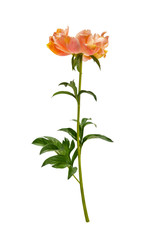 Fototapeta premium flowers on white background