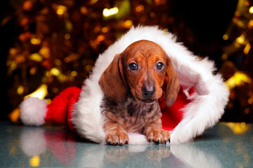 puppy portrait hat dark background