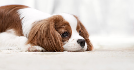 head melancholy dog puppy