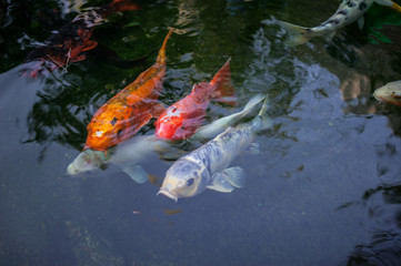 Koi fish swimming near surface of water.