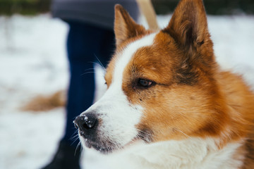 charismatic dog from a shelter for stray dogs walks on a winter day