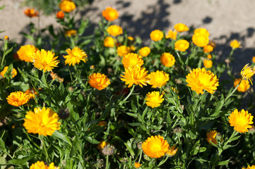 Yellow daisies in a garden setting.