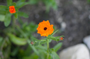 orange flower isolated with blurred background.
