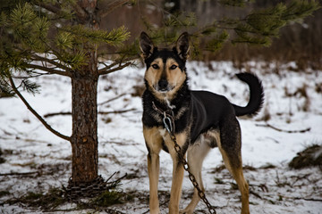 charismatic dog from a shelter for stray dogs walks on a winter day
