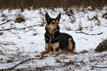 charismatic dog from a shelter for stray dogs walks on a winter day