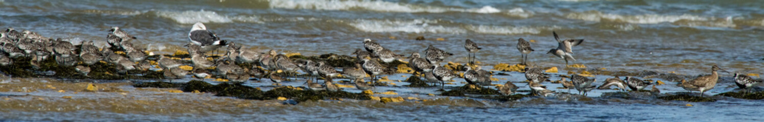 oiseau d'eau divers 