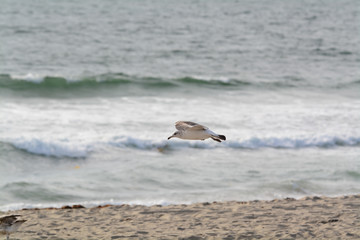 Fototapeta na wymiar Seagull and Coastline from Beach