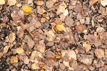 Texture of autumn yellow fallen leaves