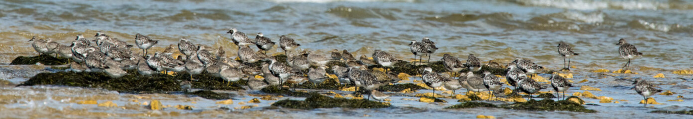 oiseau d'eau divers 
