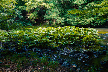 Wildnis mit Flussbett in einem dschungelähnlichen Bergwald im Bodetal