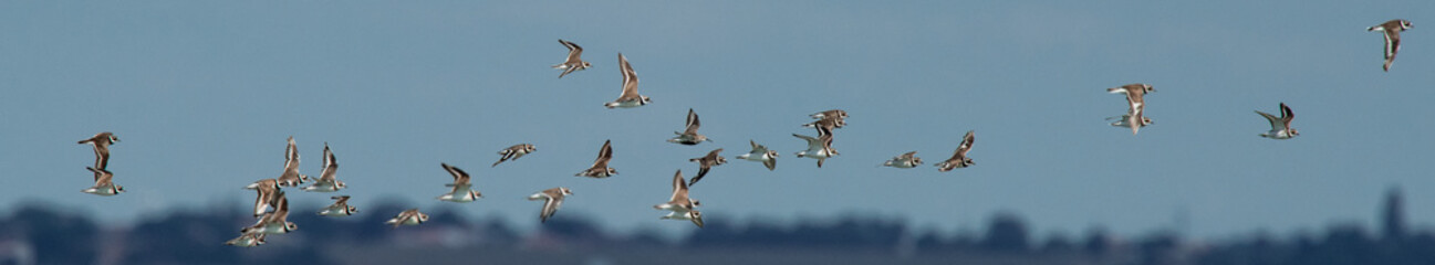 oiseau d'eau divers 