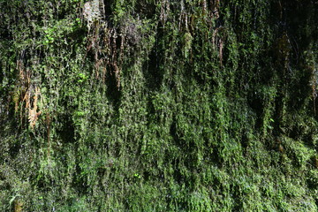 moss on tree