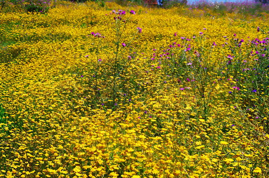 Campo Florido de Malmequeres Amarelos e Pequenos Cardos Roxos