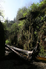 Fototapeta na wymiar dead tree in forest