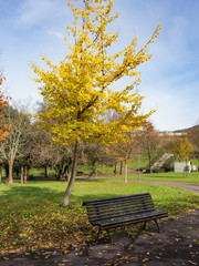 Tree with yellow leaves in autumn and bench in a park
