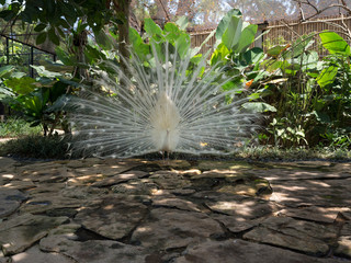 Indonesia, Bali, november 2019: White peacock with its tail spread out