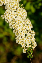 cluster of small white blossoms on a bush
