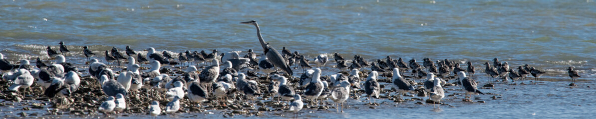 oiseaux d'eau