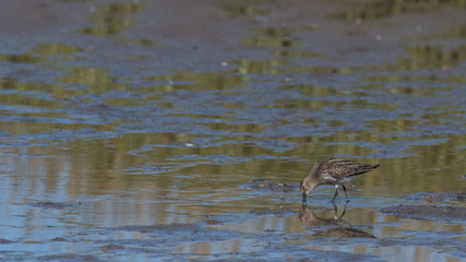 oiseaux d'eau