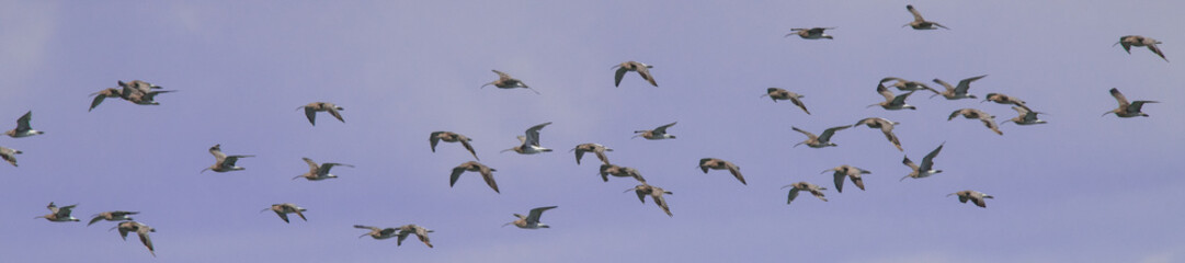 oiseaux d'eau