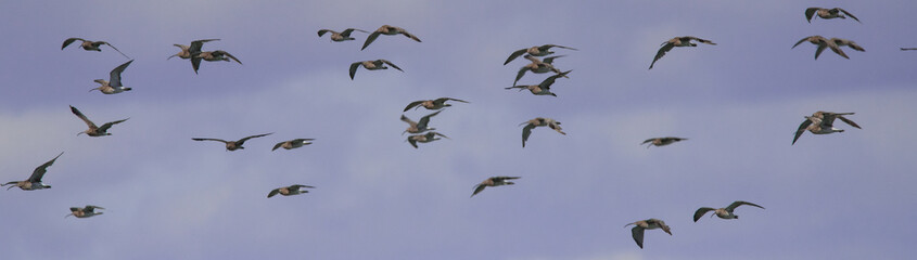 oiseaux d'eau