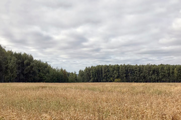  field of ripe wheat in summer