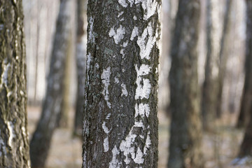 Panorama of a birch grove in winter. slender white trees