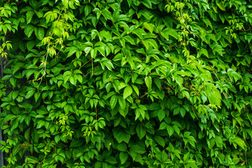 Parthenocissus tricuspidata (Virginia creeper) in the garden. Shallow depth of field.