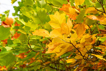 Forest autumn trees picturesque landscape with yellow leaves.